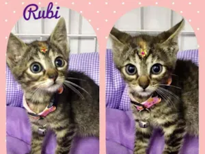 Gato raça SRD  idade 2 a 6 meses nome Rubi 