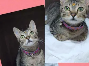 Gato raça SRD  idade 1 ano nome Dara 