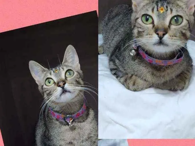 Gato raça SRD  idade 1 ano nome Dara 