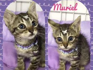 Gato raça SRD  idade 2 a 6 meses nome Muriel 