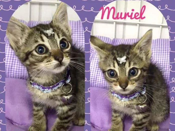 Gato ra a SRD  idade 2 a 6 meses nome Muriel 