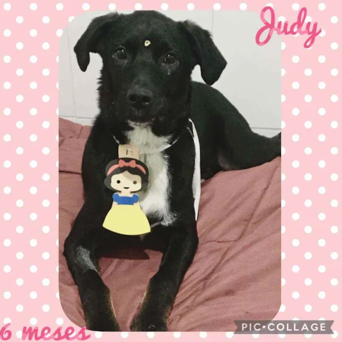 Cachorro ra a SRD  idade 7 a 11 meses nome Judy 
