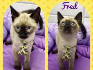 Gato raça SRD  idade 2 a 6 meses nome Fred