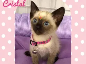 Gato raça SRD  idade 2 a 6 meses nome Cristal 
