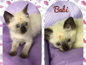 Gato raça SRD  idade 2 a 6 meses nome Babi