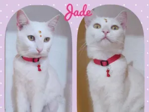 Gato raça SRD  idade 2 anos nome Jade 