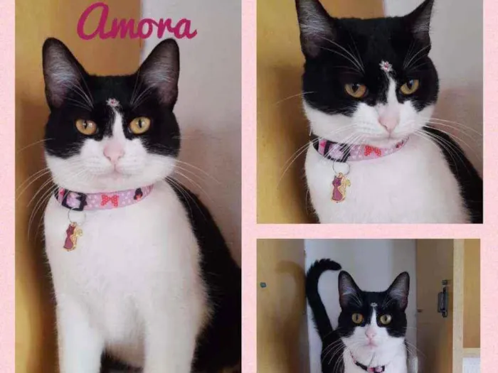 Gato raça SRD  idade 1 ano nome Amora 