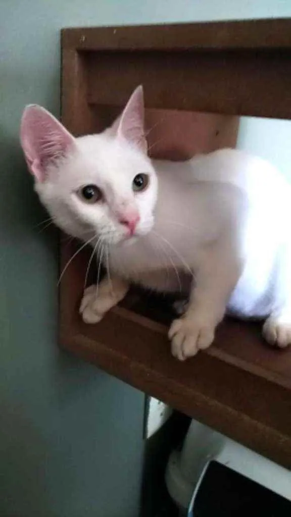 Gato ra a Srd idade 7 a 11 meses nome Maria