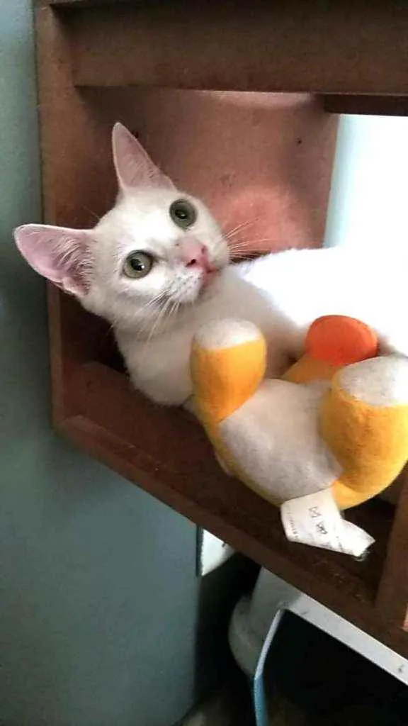 Gato ra a Srd idade 7 a 11 meses nome Maria