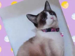 Gato raça SRD  idade 2 anos nome Jessie 