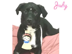 Cachorro raça SRD  idade 7 a 11 meses nome Judy 
