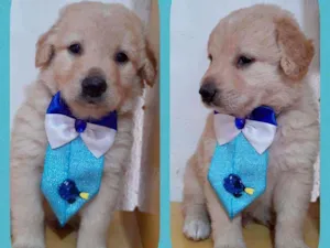 Cachorro raça SRD  idade Abaixo de 2 meses nome Bartô 