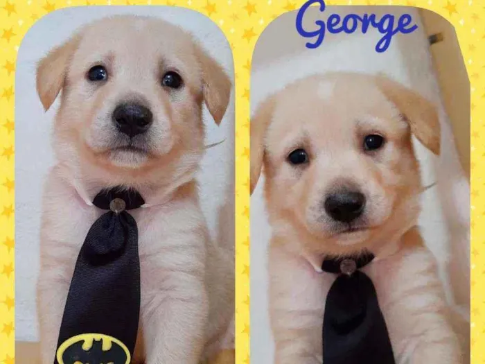 Cachorro ra a SRD  idade Abaixo de 2 meses nome George 