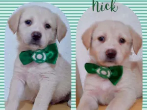 Cachorro raça SRD  idade Abaixo de 2 meses nome Nick 