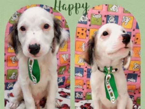 Cachorro raça SRD  idade 2 a 6 meses nome happy 