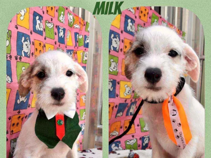 Cachorro ra a SRD  idade 2 a 6 meses nome Milk 