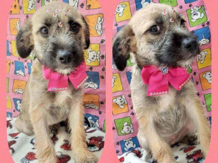 Cachorro raça SRD  idade 2 a 6 meses nome Mallu 