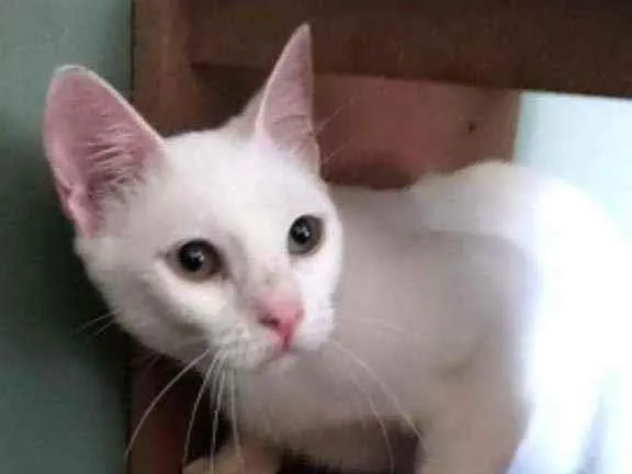 Gato ra a Srd idade 7 a 11 meses nome Maria