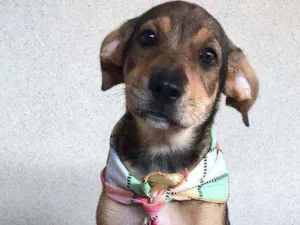 Cachorro raça SRD  idade 2 a 6 meses nome Lola