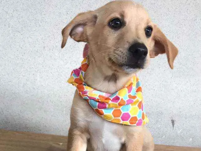 Cachorro raça SRD  idade 2 a 6 meses nome Bombom