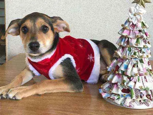 Cachorro raça SRD  idade 2 a 6 meses nome Olívia