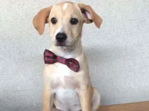 Cachorro raça SRD  idade 2 a 6 meses nome Dengo