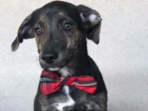 Cachorro raça SRD  idade 2 a 6 meses nome Bisnaga 