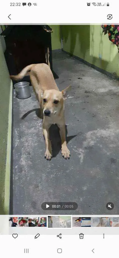 Cachorro ra a SRD idade 7 a 11 meses nome Scooby 