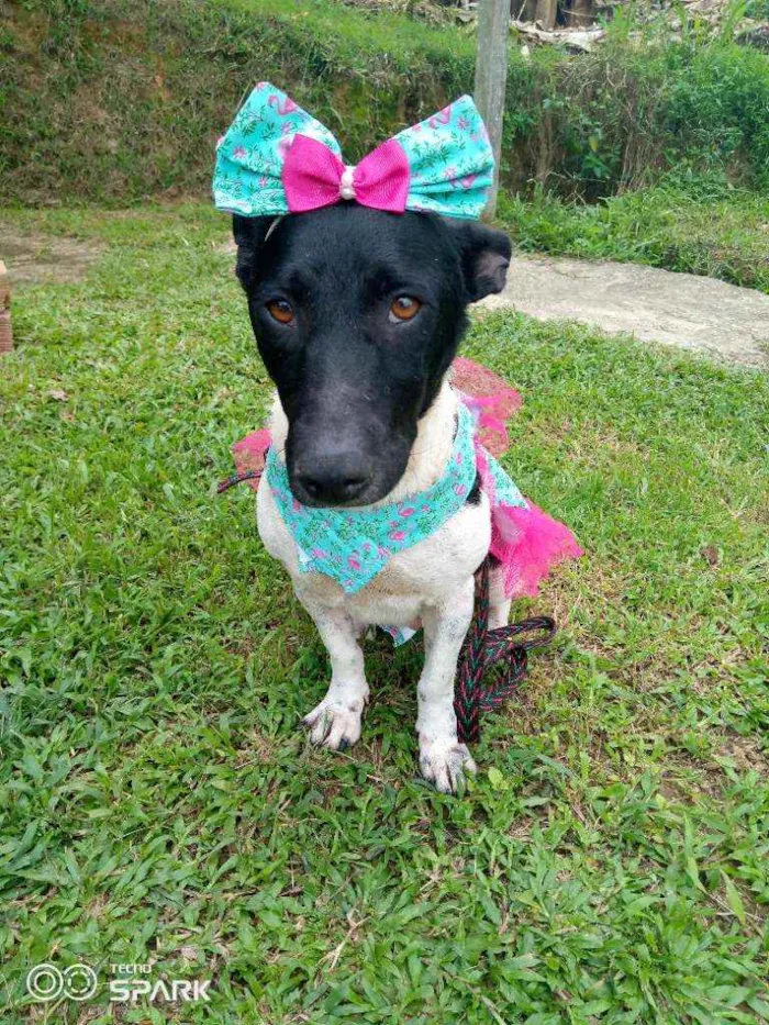 Cachorro raça Srd idade 1 ano nome Emma