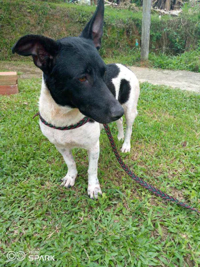 Cachorro raça Srd idade 1 ano nome Emma