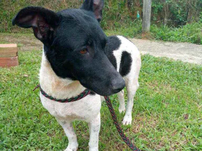 Cachorro raça Srd idade 1 ano nome Emma