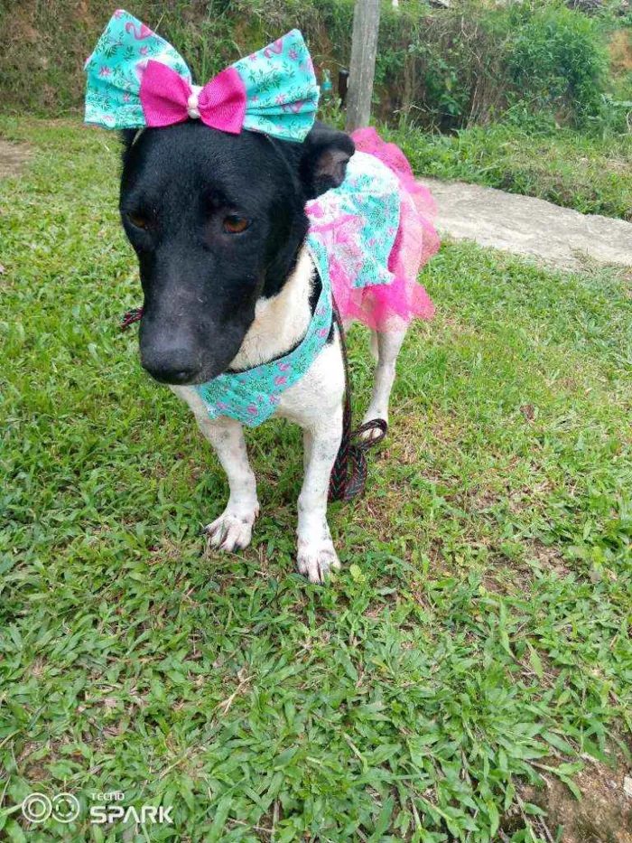 Cachorro raça Srd idade 1 ano nome Emma