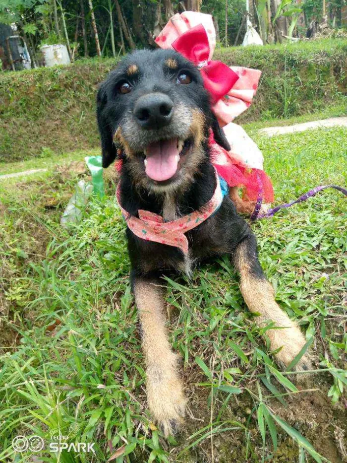 Cachorro raça Mestiça de rottvailer idade 1 ano nome Lara