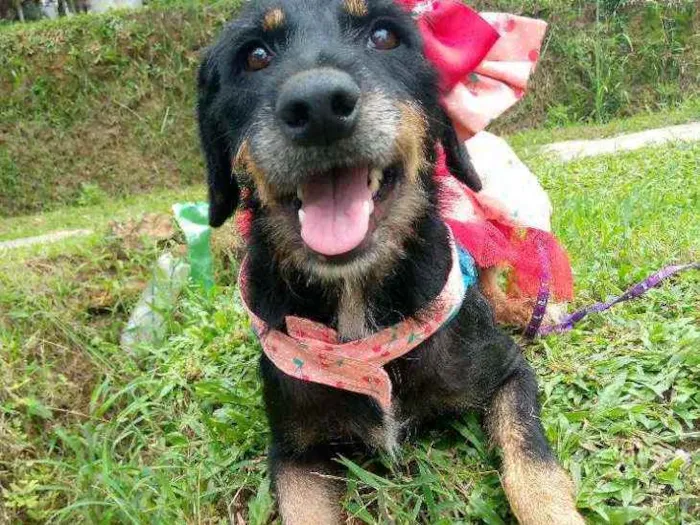 Cachorro raça Mestiça de rottvailer idade 1 ano nome Lara