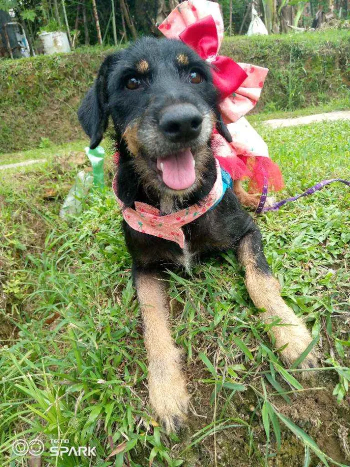 Cachorro raça Mestiça de rottvailer idade 1 ano nome Lara