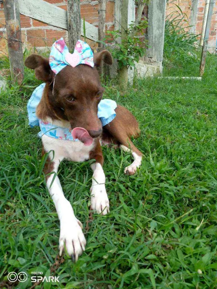 Cachorro raça Srd idade 1 ano nome Serena