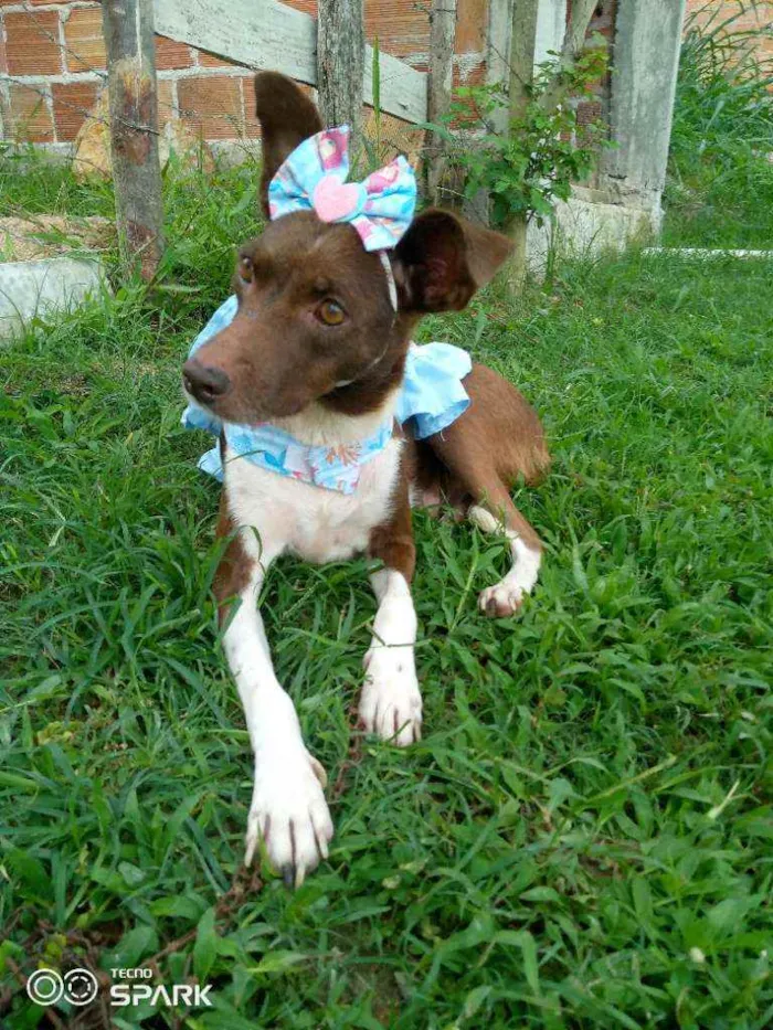 Cachorro raça Srd idade 1 ano nome Serena