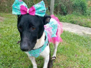 Cachorro raça Srd idade 1 ano nome Emma