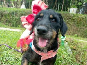 Cachorro raça Mestiça de rottvailer idade 1 ano nome Lara