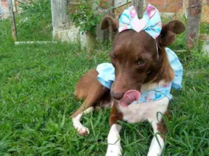 Cachorro raça Srd idade 1 ano nome Serena