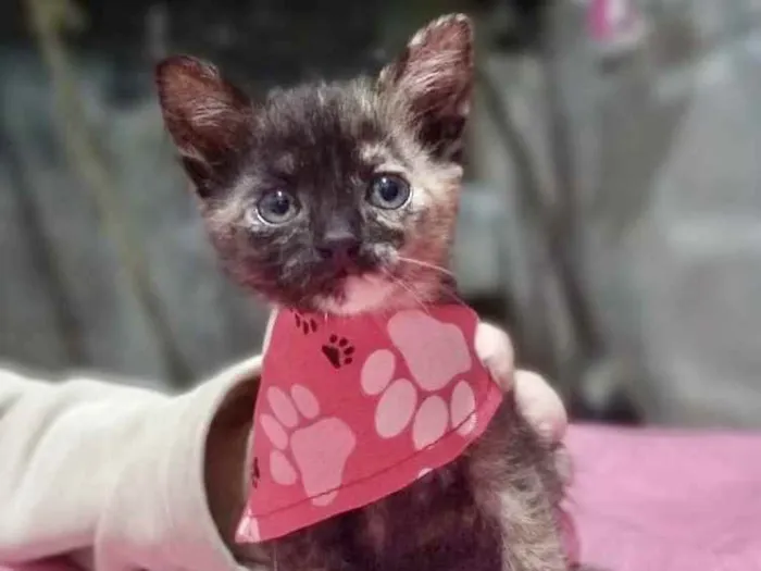 Gato raça  idade 2 a 6 meses nome Gatinha 1