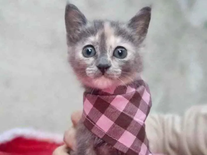 Cachorro raça  idade 2 a 6 meses nome Gatinha 3