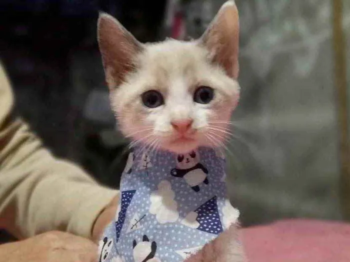 Gato raça  idade 2 a 6 meses nome Gatinho 1