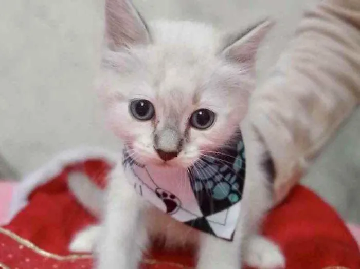 Gato raça  idade 2 a 6 meses nome Gatinho 2