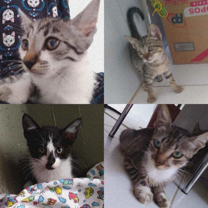 Gato raça SRD  idade 2 a 6 meses nome Mãe gato e seus bbs