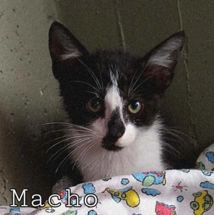 Gato raça SRD  idade 2 a 6 meses nome Mãe gato e seus bbs