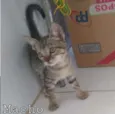 Mãe gato e seus bbs