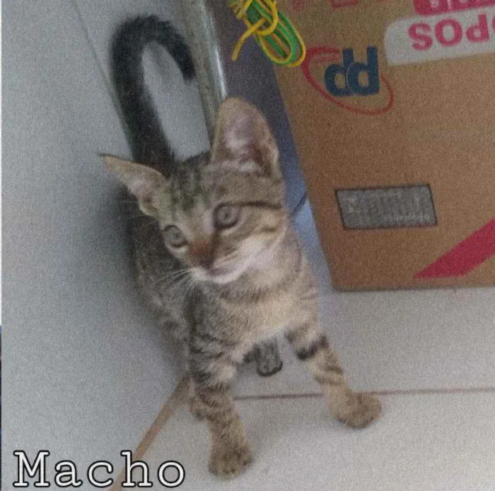 Gato raça SRD  idade 2 a 6 meses nome Mãe gato e seus bbs