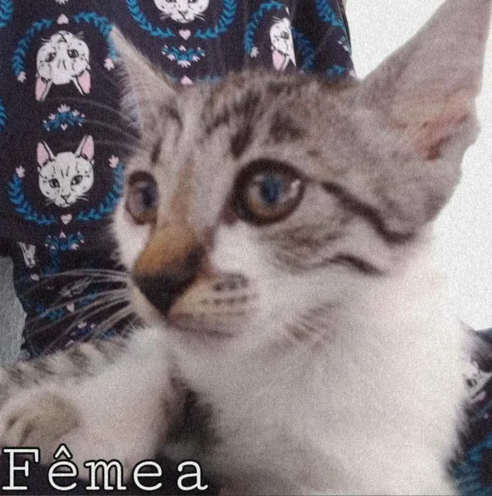 Gato raça SRD  idade 2 a 6 meses nome Mãe gato e seus bbs