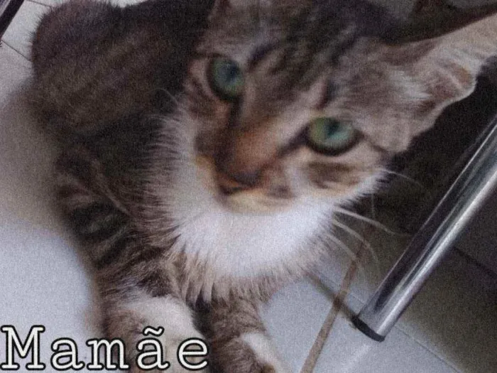 Gato raça SRD  idade 2 a 6 meses nome Mãe gato e seus bbs